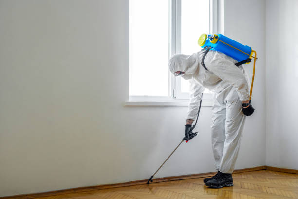 Wasp Removal Services in Tioga, ND