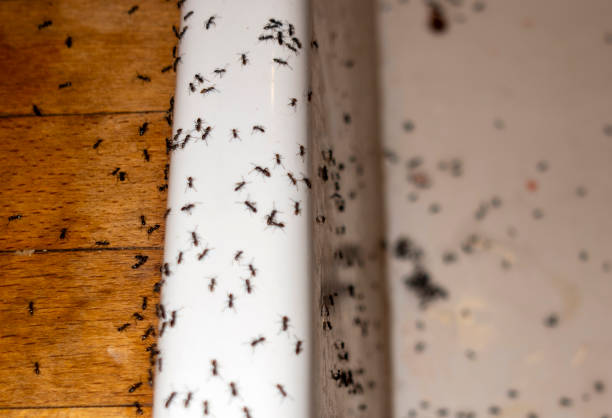 Best Rat Extermination Near Me  in Tioga, ND